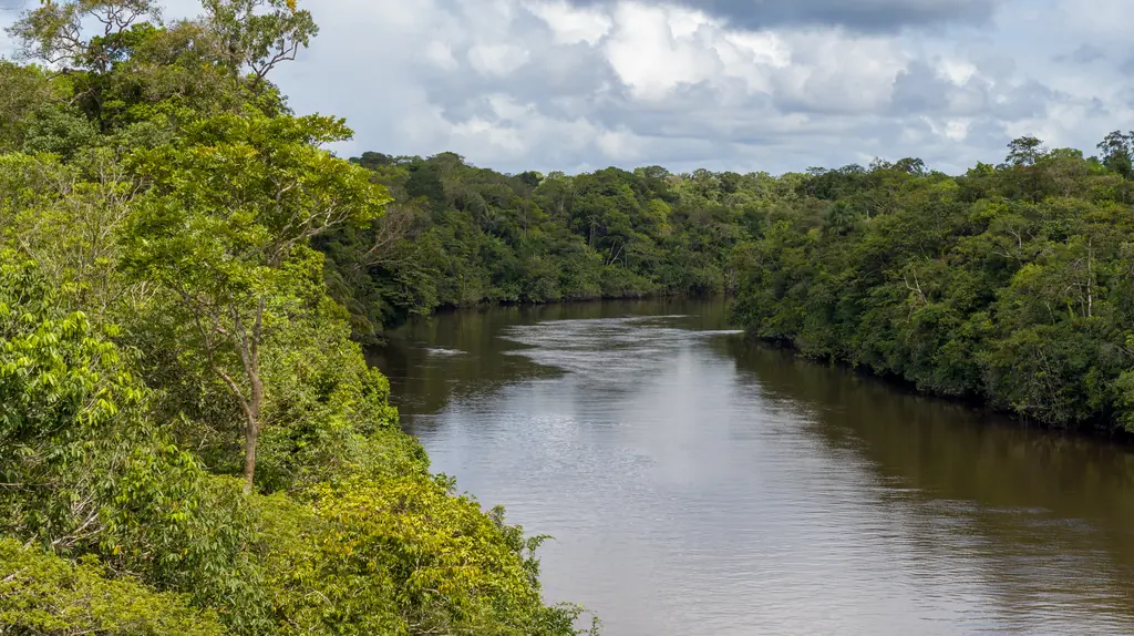 Rio na floresta guianense